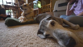Two elderly dogs ages 15 and 20 become unexpected friends
