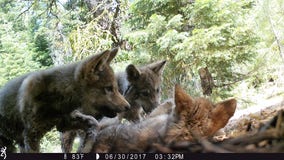 California wolf families have new litters of pups