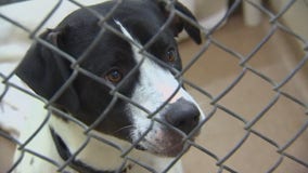 Animal Humane Society reopens programs and services to public