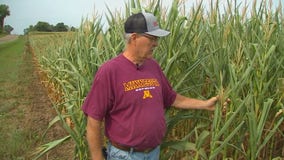 Drought causes some Minnesota farmers to harvest early