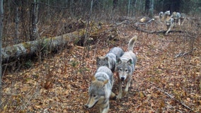 4 new wolves found on Isle Royale on Lake Superior