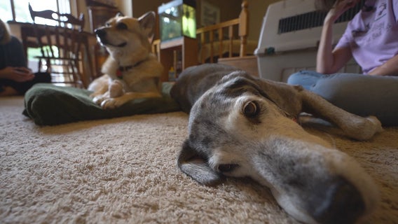 Two elderly dogs ages 15 and 20 become unexpected friends