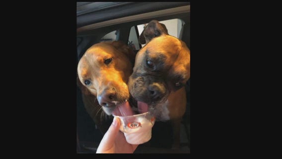 Dogs find fame - and treats - at Faribault restaurant