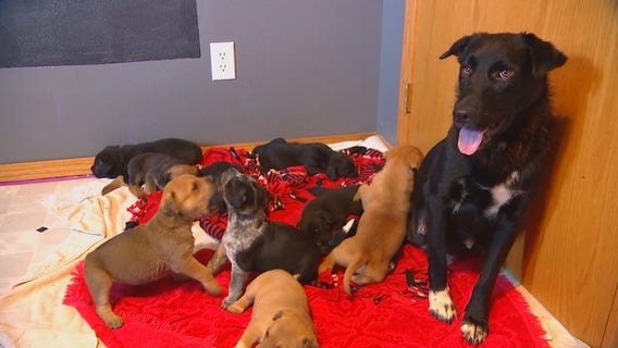 After losing her litter, Twin Cities dog cares for 10 orphaned puppies