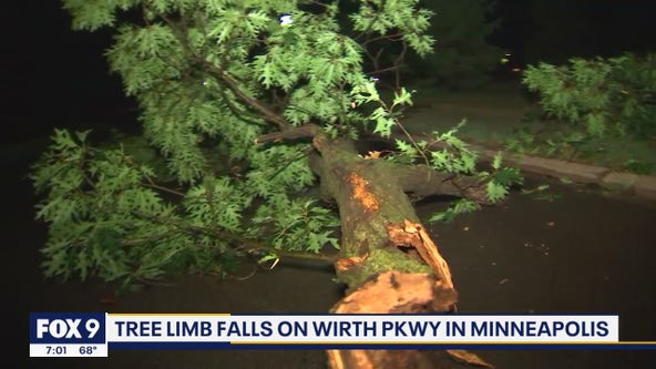 Fallen tree limb closes Theodore Wirth Parkway in Minneapolis overnight