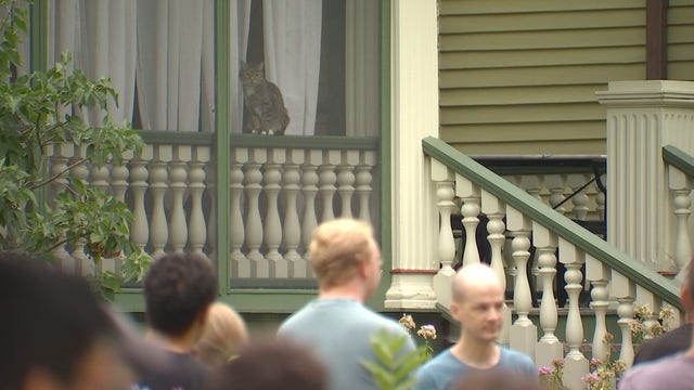 Cat tour of Minneapolis neighborhood draws hundreds