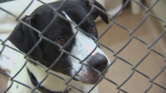 Animal Humane Society reopens programs and services to public