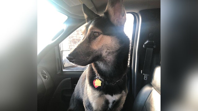 Teen arrested after dog found dead in stolen car in St. Paul