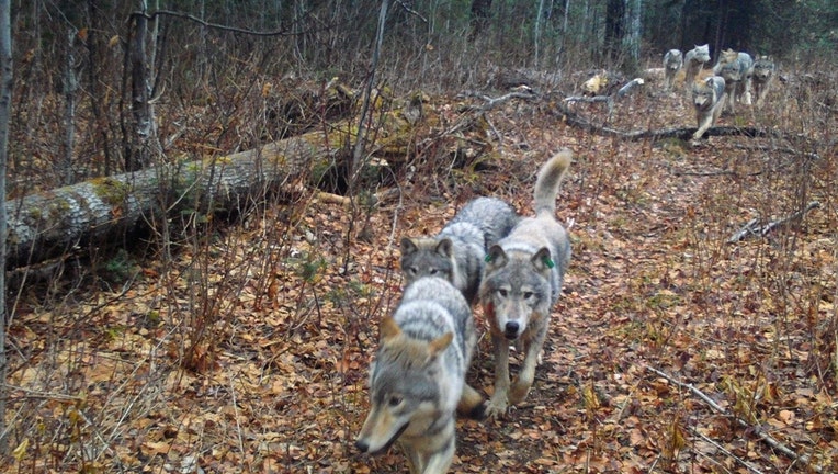 isle royale wolves