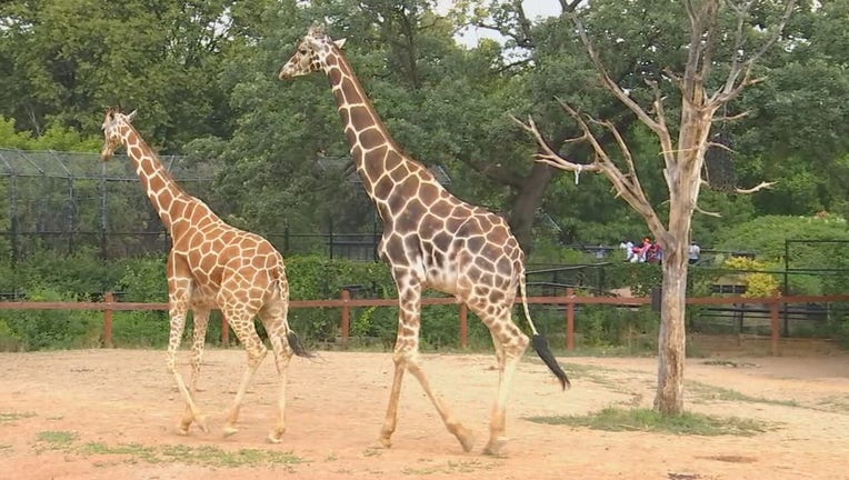 skeeter giraffe