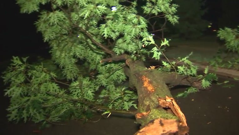 Theodore Wirth Parkway tree limb