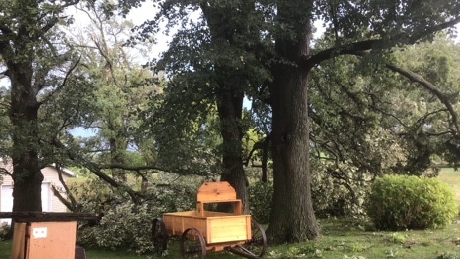 Downed trees in Freeport, Minnesota.