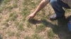 Lawn care expert: Now is the time to prep your drought damaged lawn for next year