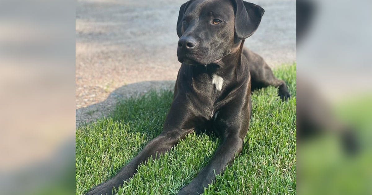 Victor the dog returned home after car he was in was stolen from ...