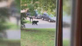 Bear sighting disrupts school day routine for Elk River, Minn. girl