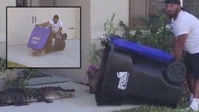Florida man uses trash bin to catch alligator