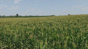 Minnesota farmers seeing smaller returns on corn harvest due to drought