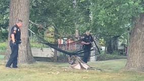 Dash cam video: Officers rescue buck stuck in hammock in Grand Rapids