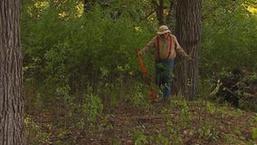 'I can't say that it's fun': Man volunteers to pull buckthorn at Lake Harriet