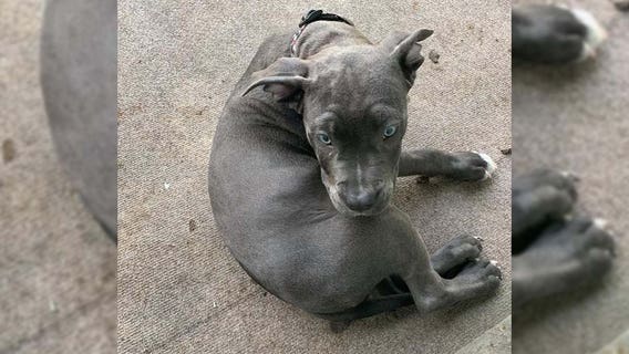 White Bear Lake Police needs help finding stolen dog and car