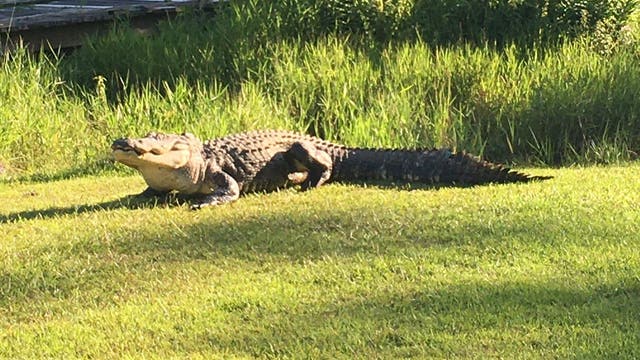 Okefenokee Joe, an alligator believed to be as old as WWII, passes away