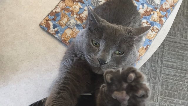 Community searches for beloved care home cat who went missing in Buffalo, Minn.
