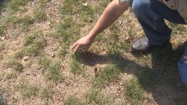 Lawn care expert: Now is the time to prep your drought damaged lawn for next year