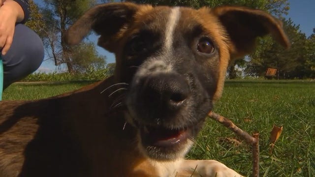 Minnesota animal rescue group sees decline in adoption requests