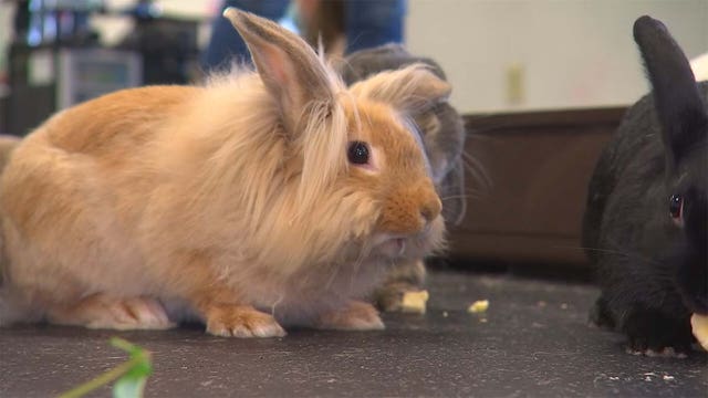 Highly contagious rabbit disease detected in Minnesota