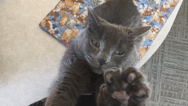 Missing grey hot sale cat