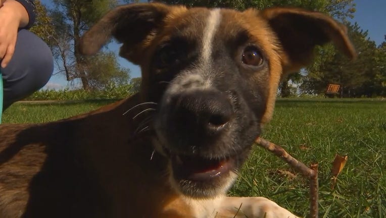 pet adoptions