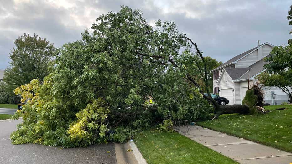A tree down in Apple Valley, Minnesota.
