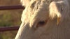 New World Screwworm risk in Minnesota low, but officials warn of transfer