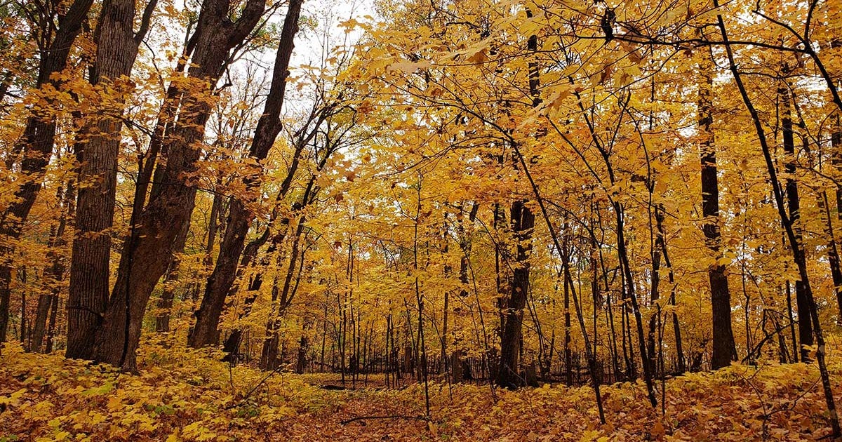 Most of Minnesota is now 'past peak' for fall foliage, DNR says | FOX 9 ...