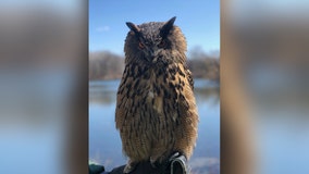 Minnesota Zoo confirms missing Eurasian eagle owl, Gladys, has died