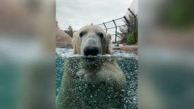 New polar bear at Como Zoo helping test out 3M technology