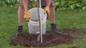 Group planting trees in St. Paul to close gap in tree inequalities