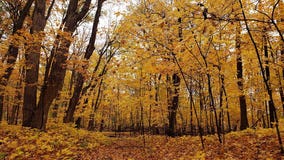 Most of Minnesota is now 'past peak' for fall foliage, DNR says