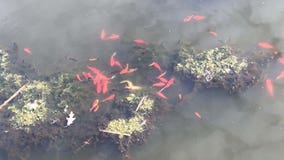 Don't release goldfish or Koi into ponds, Savage city officials say