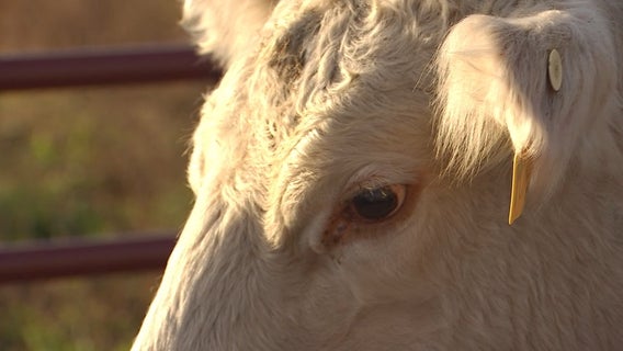 New World Screwworm risk in Minnesota low, but officials warn of transfer