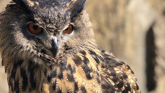 Owl at Minnesota Zoo killed by tiger after flying away in training session