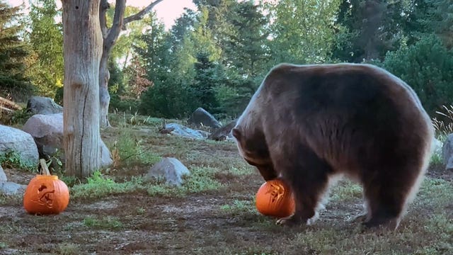 Sadie the Bear picks Vikings over Lions at Minnesota Zoo