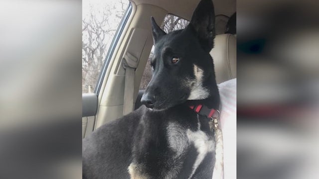 Authorities investigating two incidents of dogs being shot in two weeks in Carver County