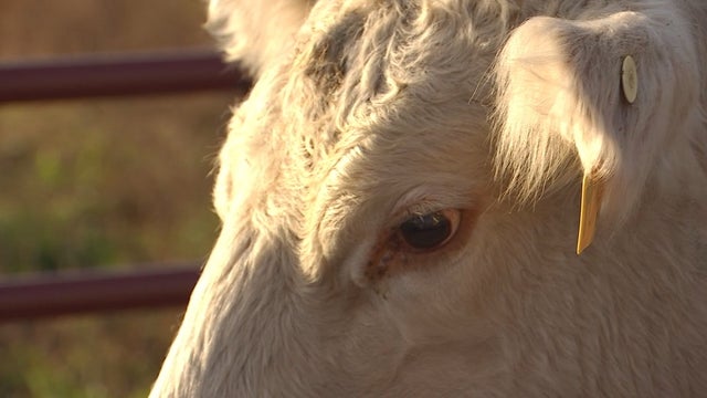 New World Screwworm risk in Minnesota low, but officials warn of transfer