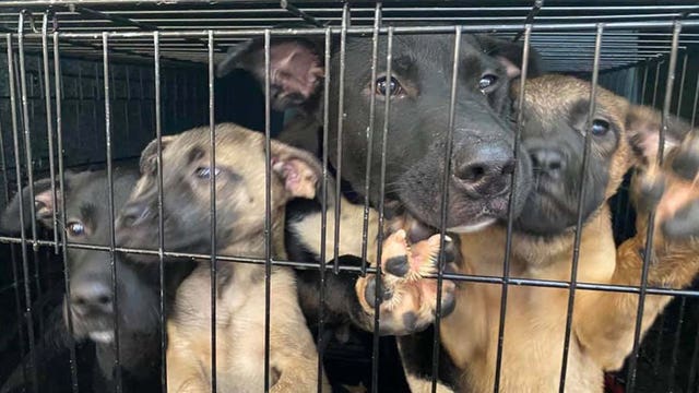 Police ask for public's help after 4 puppies were left at Chaska golf course
