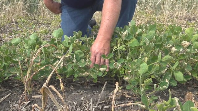 Minnesota DNR proposes $13.3 million in funding for drought recovery