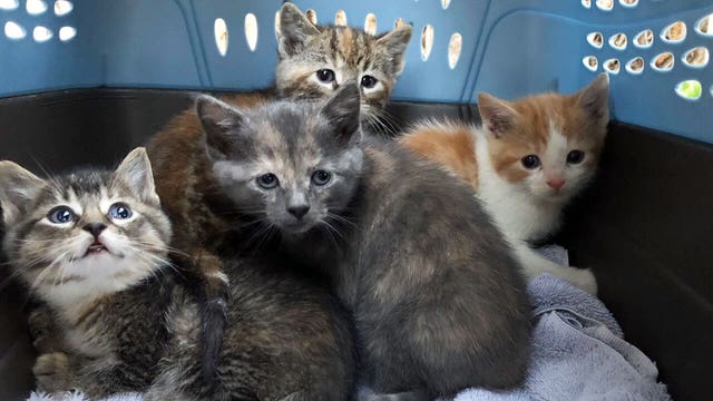 Twin Cities seeing spike in feral cats on the street