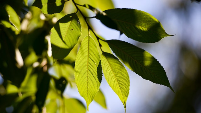 Gustavus Adolphus College cites ‘scientific racism,’ renames arboretum