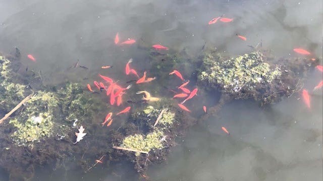 Don't release goldfish or Koi into ponds, Savage city officials say