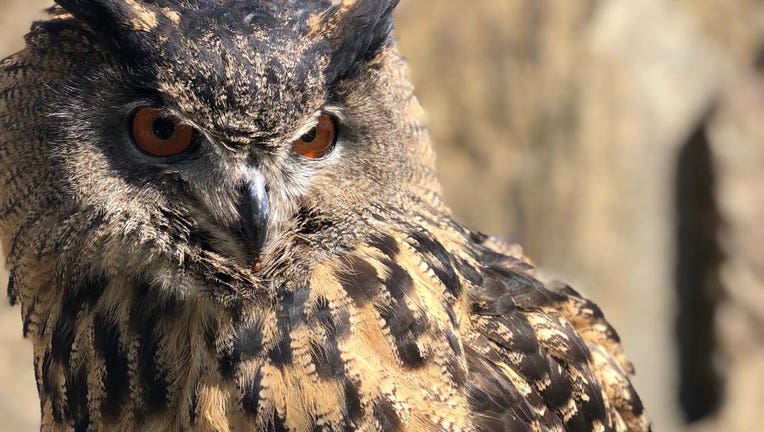 Eurasian eagle owl Minnesota Zoo